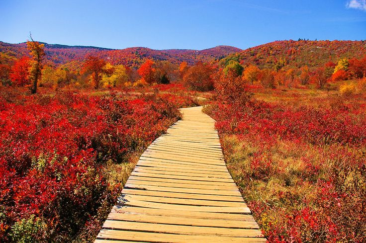 asheville fall foliage best places to look town and mountain realty