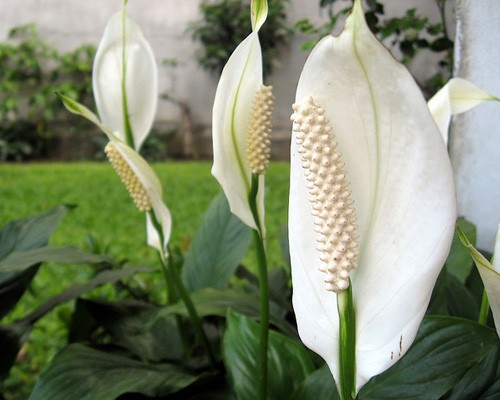 Peace Lily