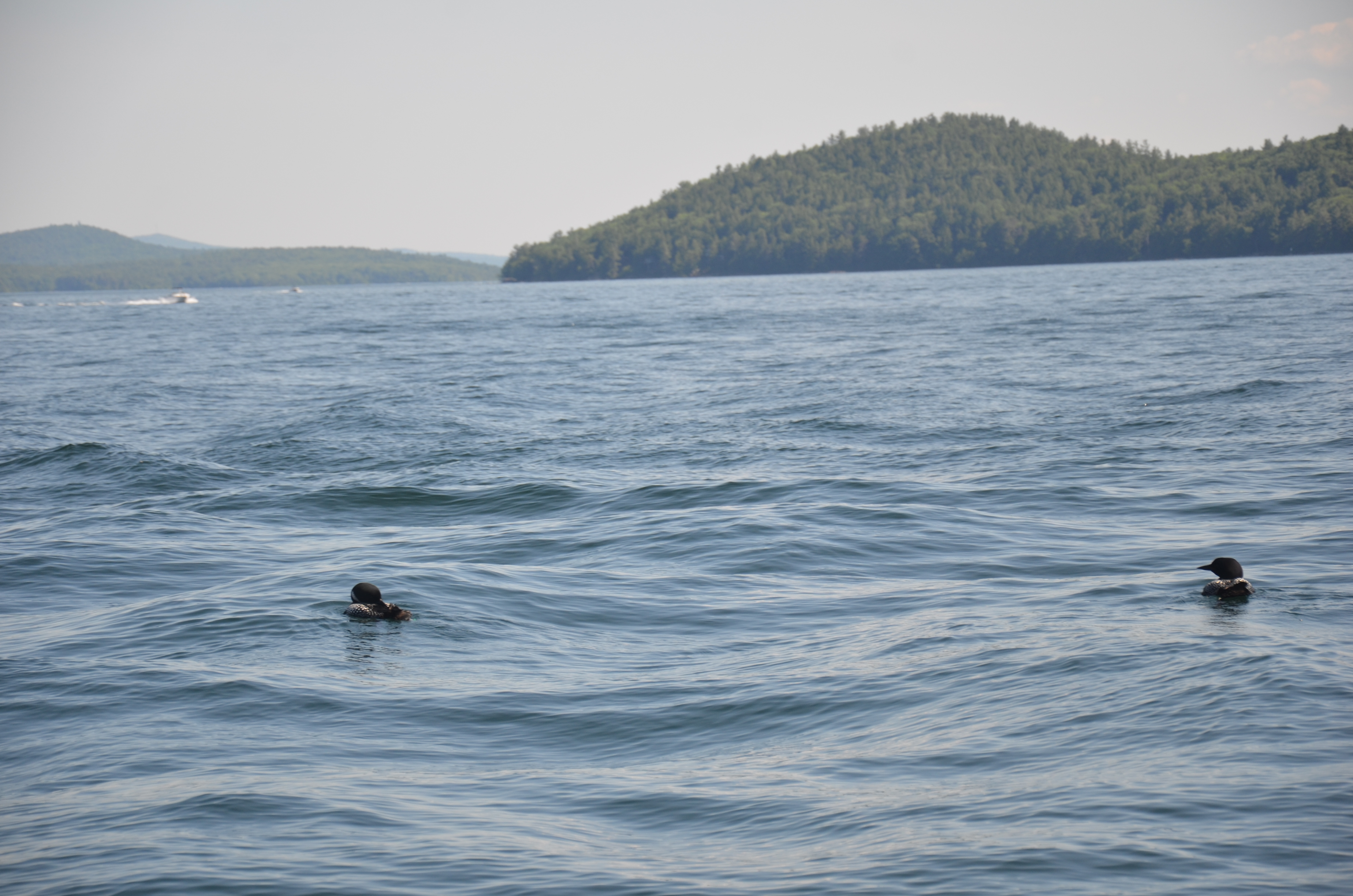 2 loons ride the large weekend waves on Winnipesaukee.