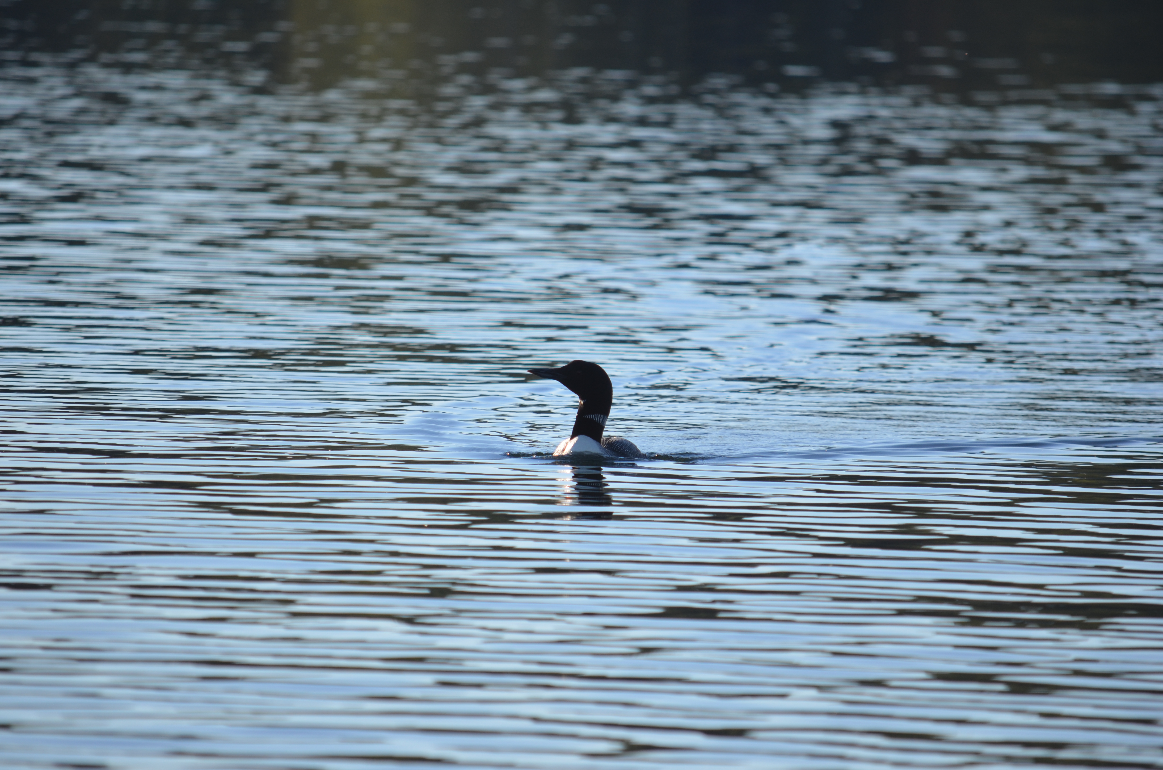 Slowing down for Loons when boating will help keep these birds a part of our NH history.