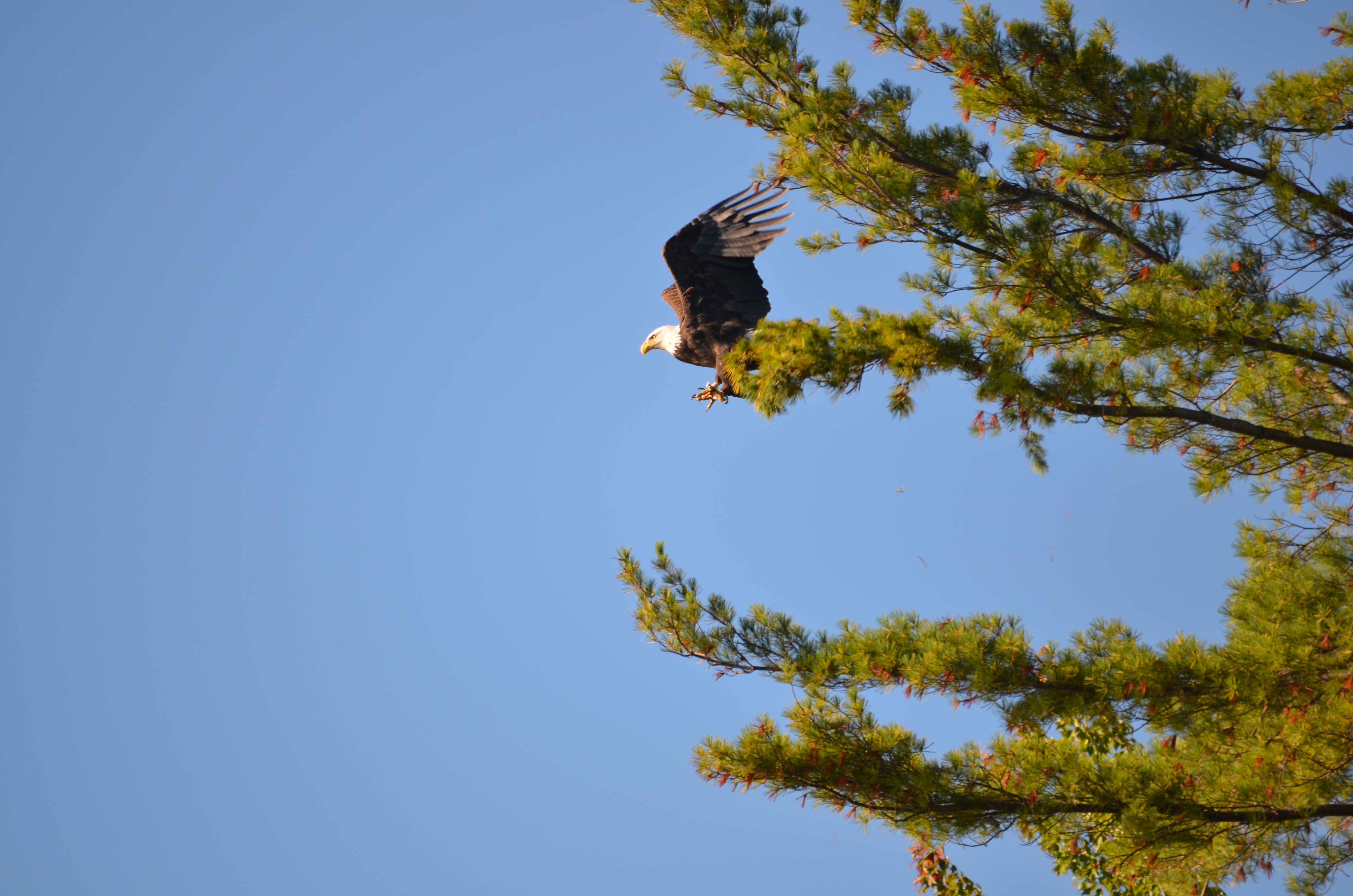 Bald Eagle About to Fly Near 125 Windermere Road, Moultonborough, NH