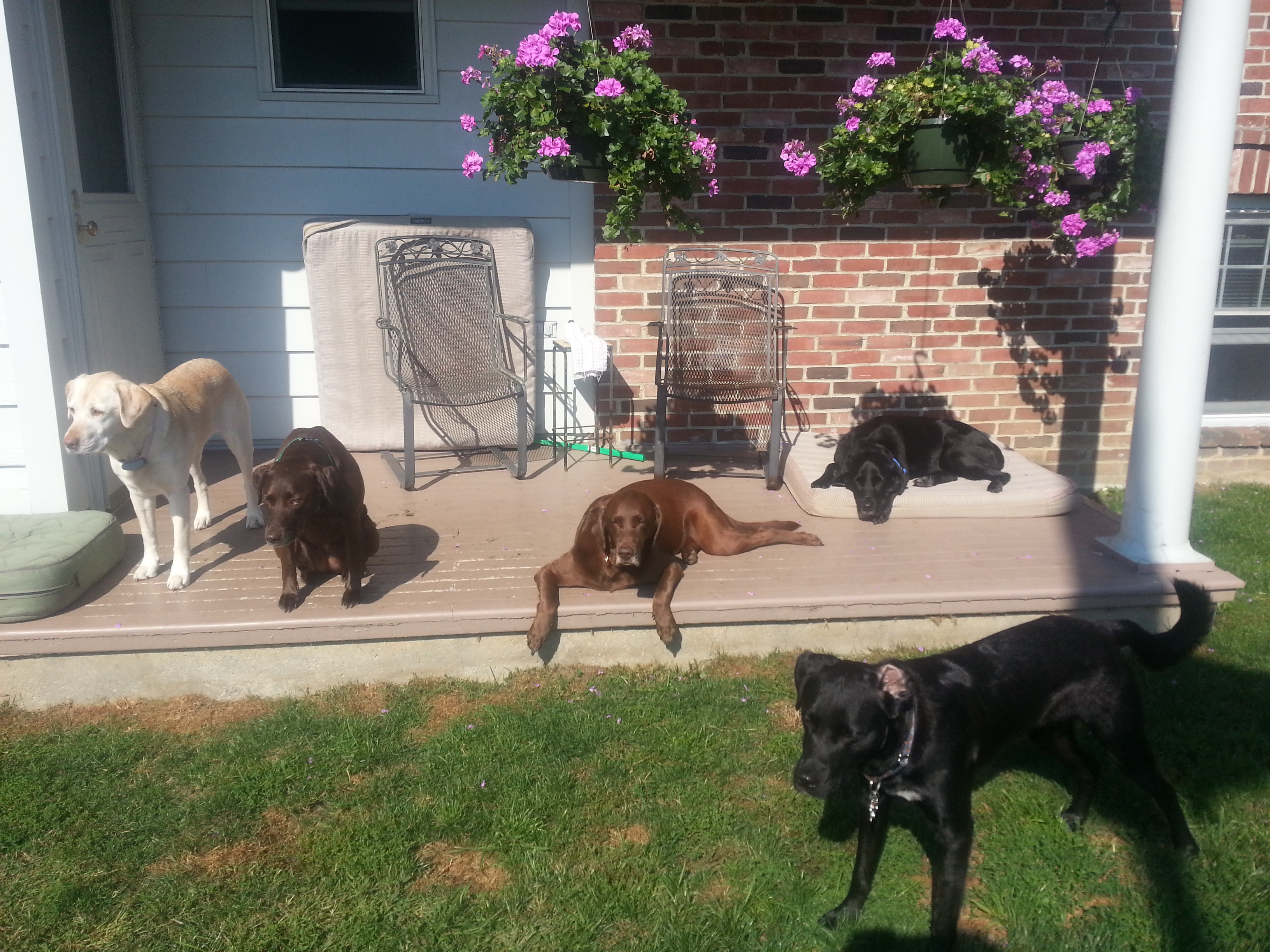 Lab Camp with Nellie, Lola, Ruby, Dozer and Malcom