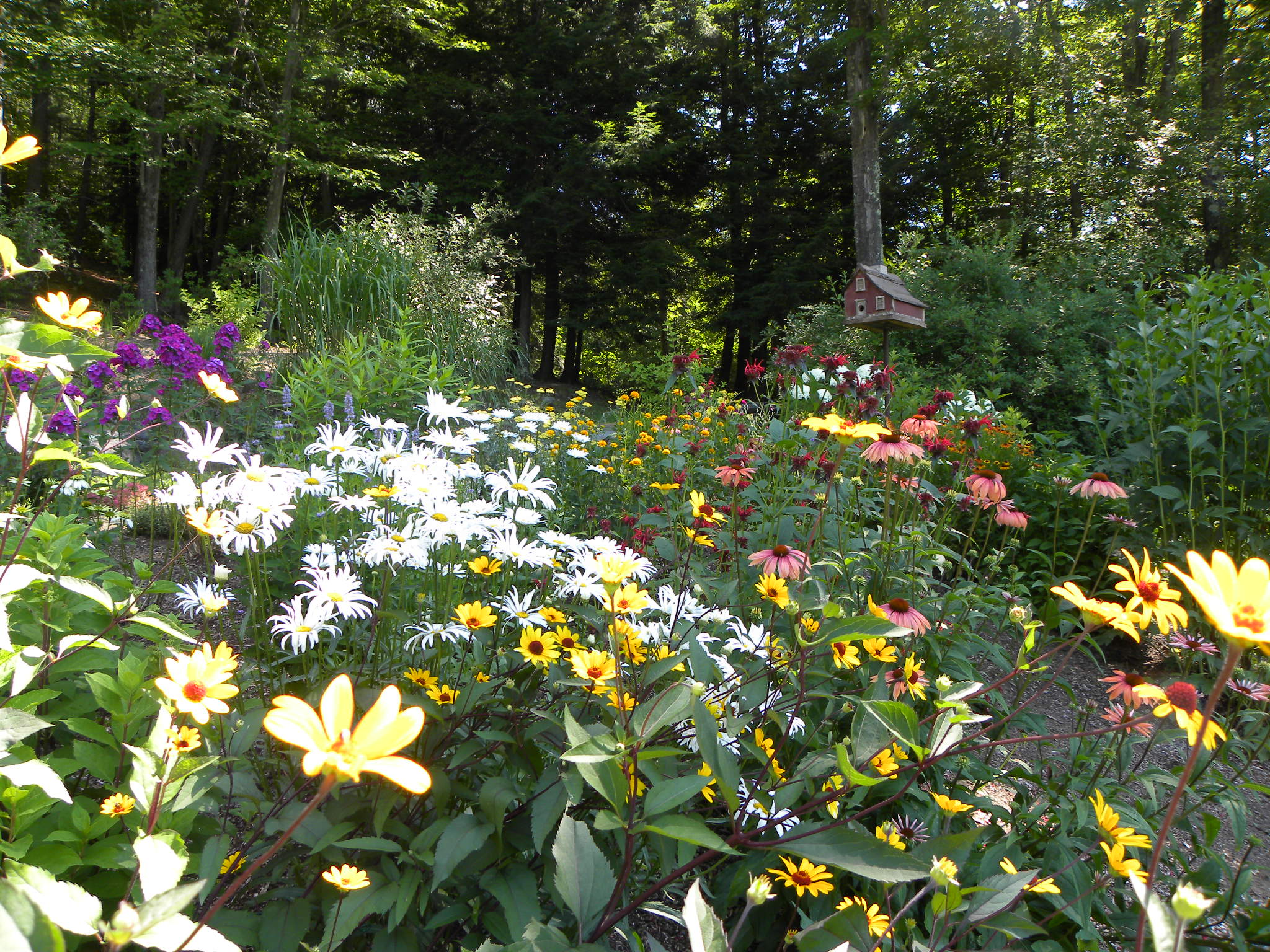 Western Mass Garden Flowers New England