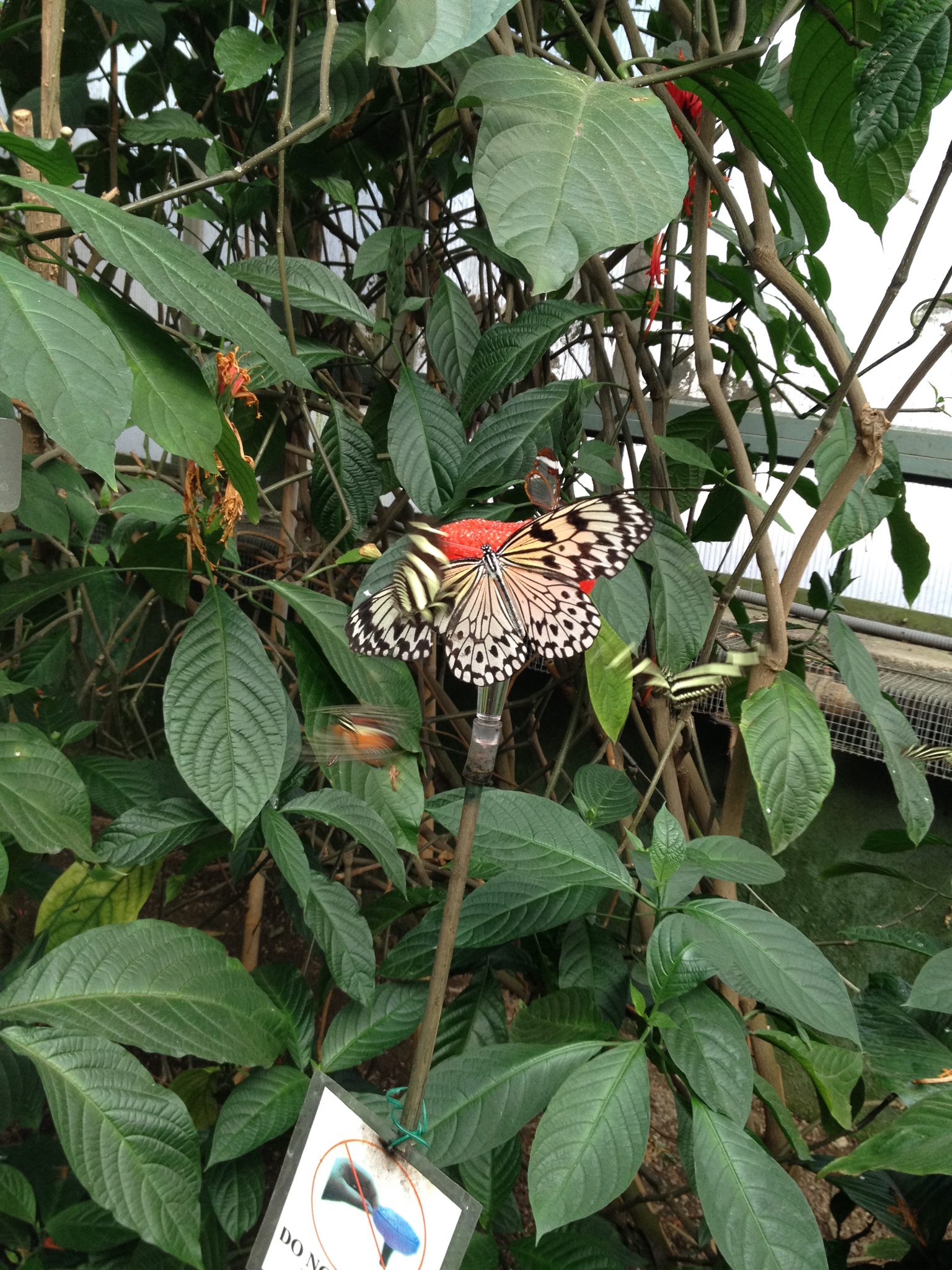 Magic Wings Butterfly Conservatory South Deerfield 
