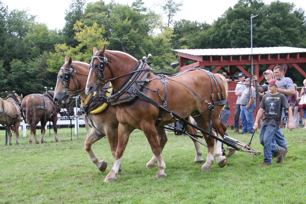 horse pull heath agricultural fair