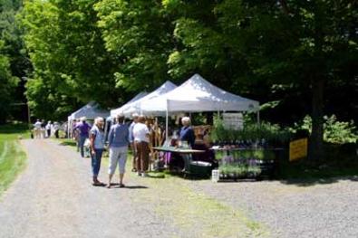 Lavendar Festival Buckland Massachusetts