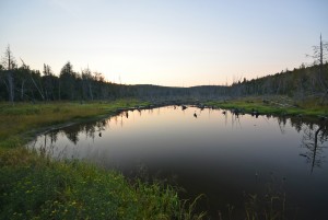 Beaver Pond