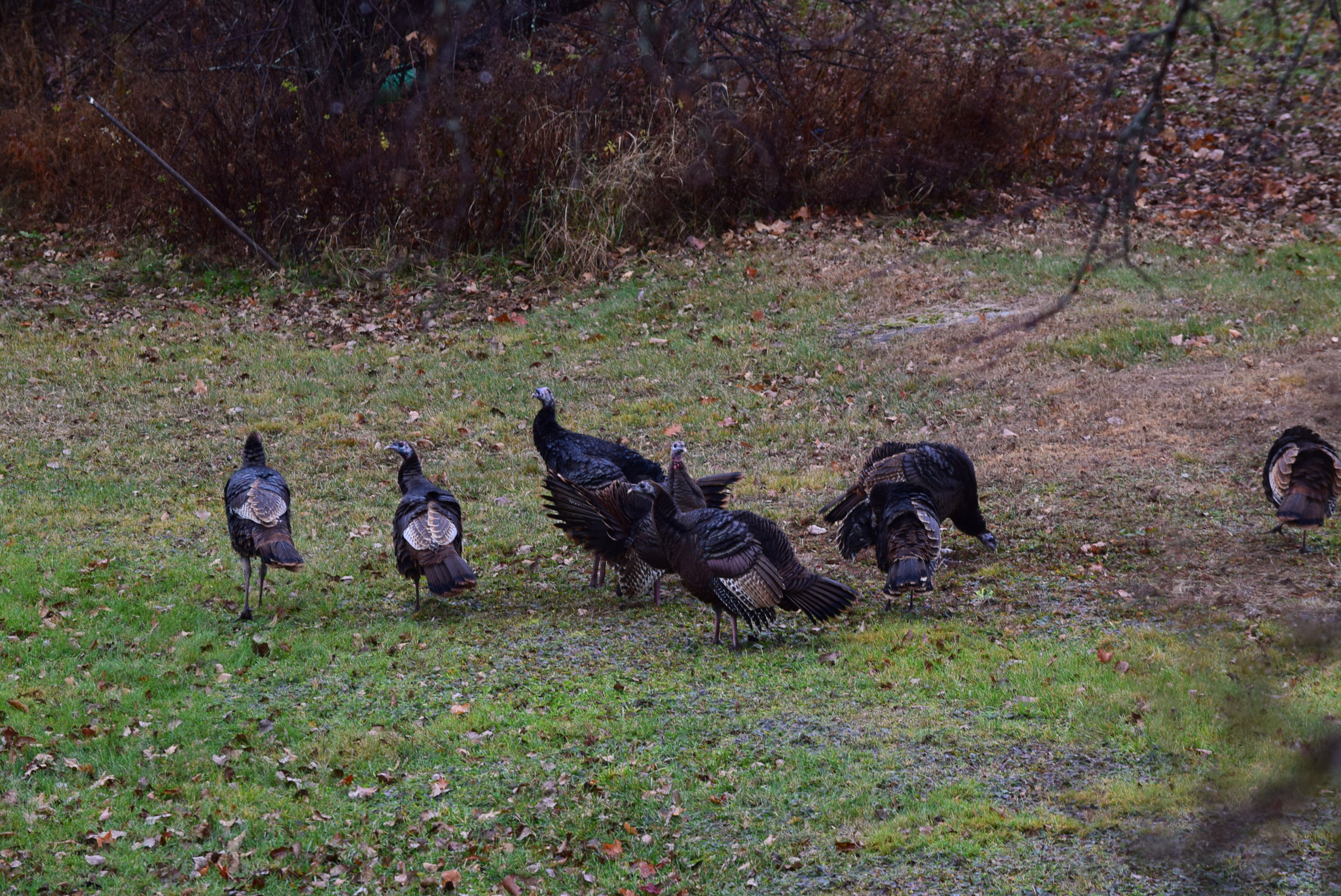 Maine turkey hunting