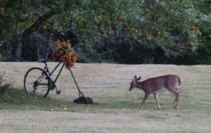 FB_IMG_1444066599213_resized