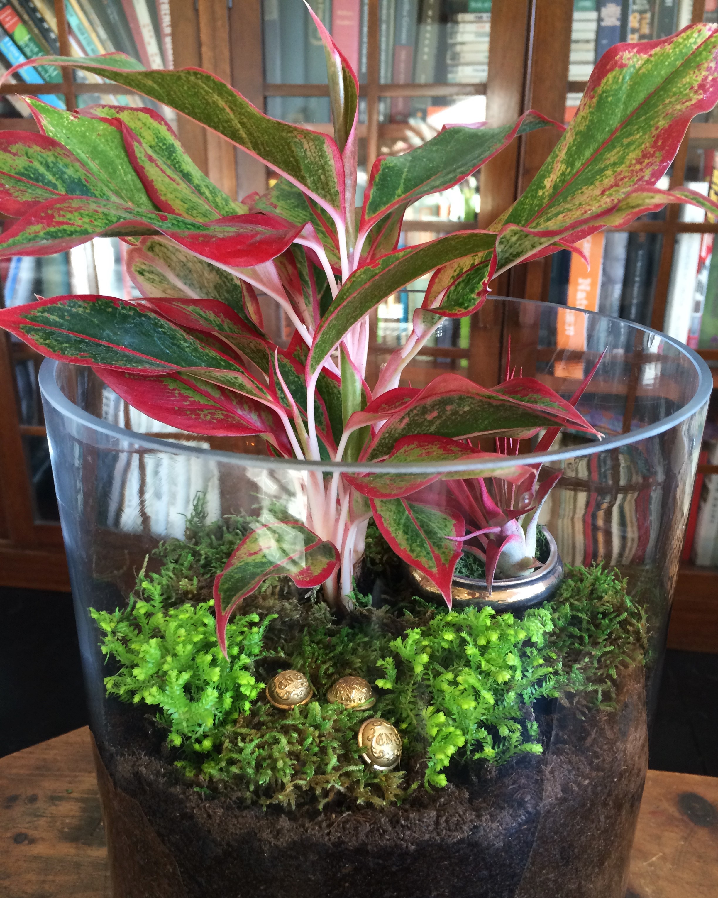 Chinese Evergreen with Brass Buttons and Red Air Plant