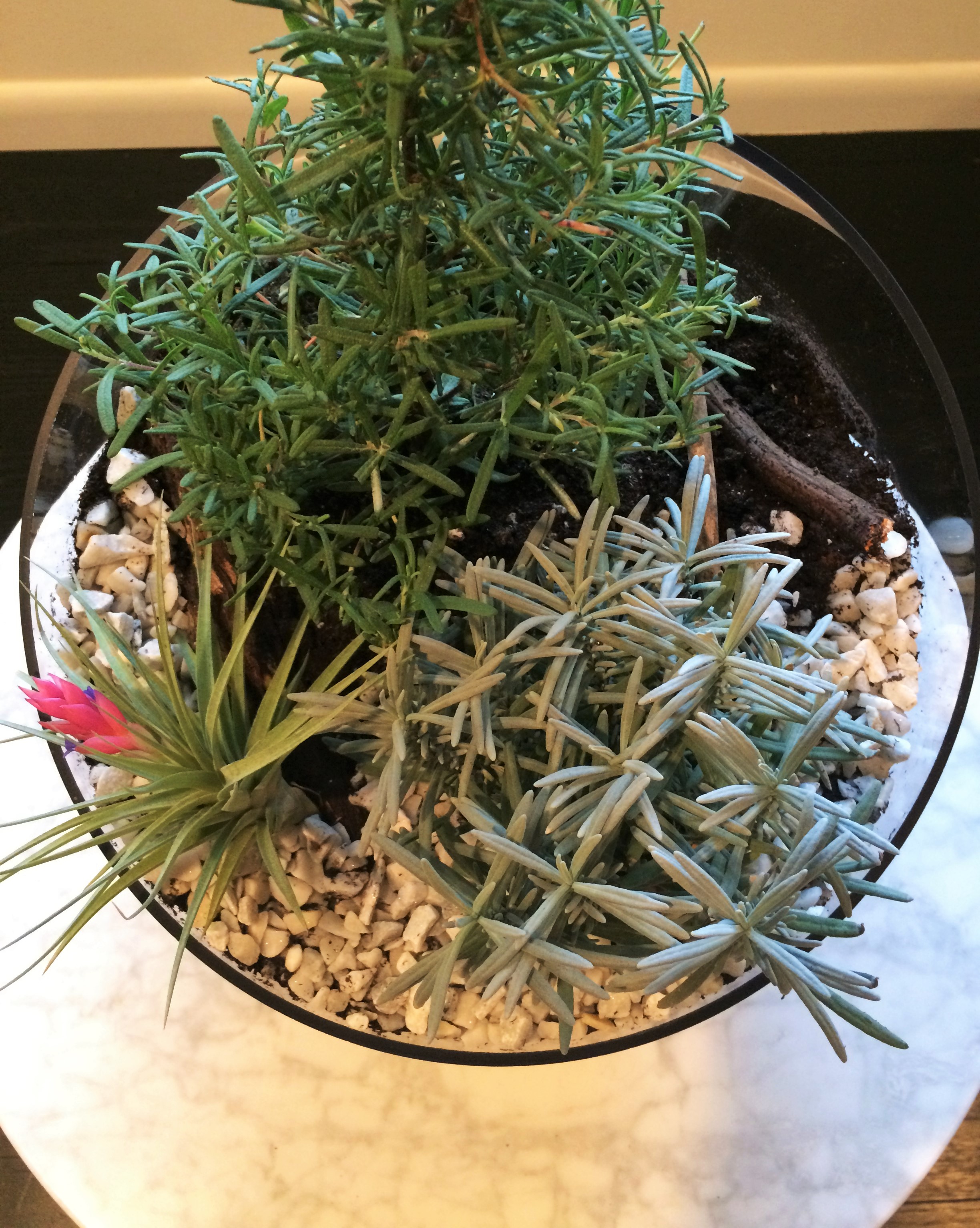 Rosemary and Lavender Blooming Air Plant