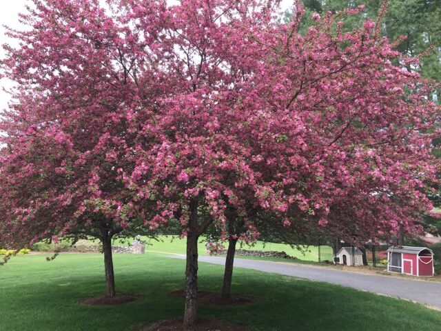 Beautiful Tree