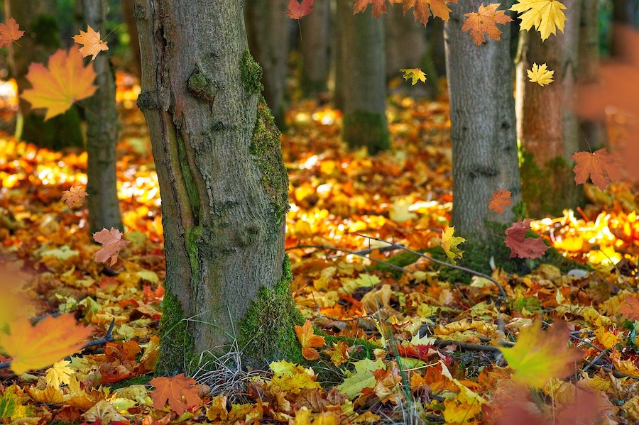 Asheville Weather in the Fall