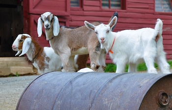 Leicester Farm Goats