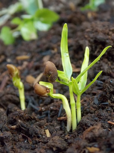 Low Maintenance Gardening