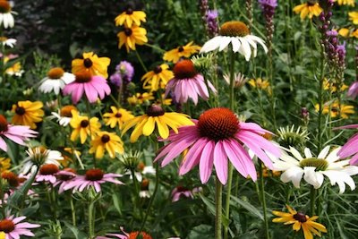 Native Perennials for Easy Gardening