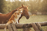 Upper Valley Horse Properties