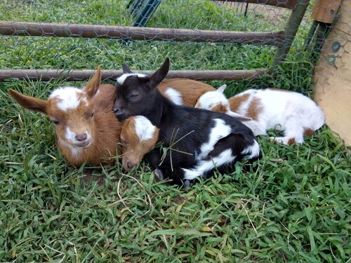 baby-goats