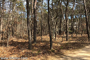 Land for Sale in Oak Bluffs MA