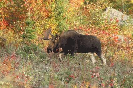 Easton, NH 03580