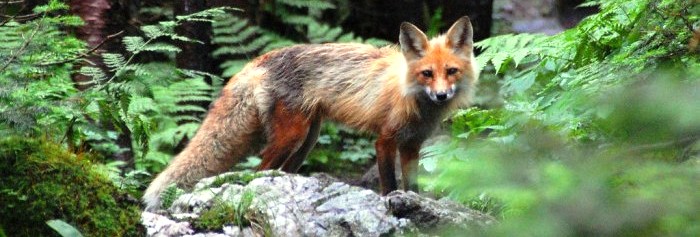 Squam Lake Science Center, Holderness, NH