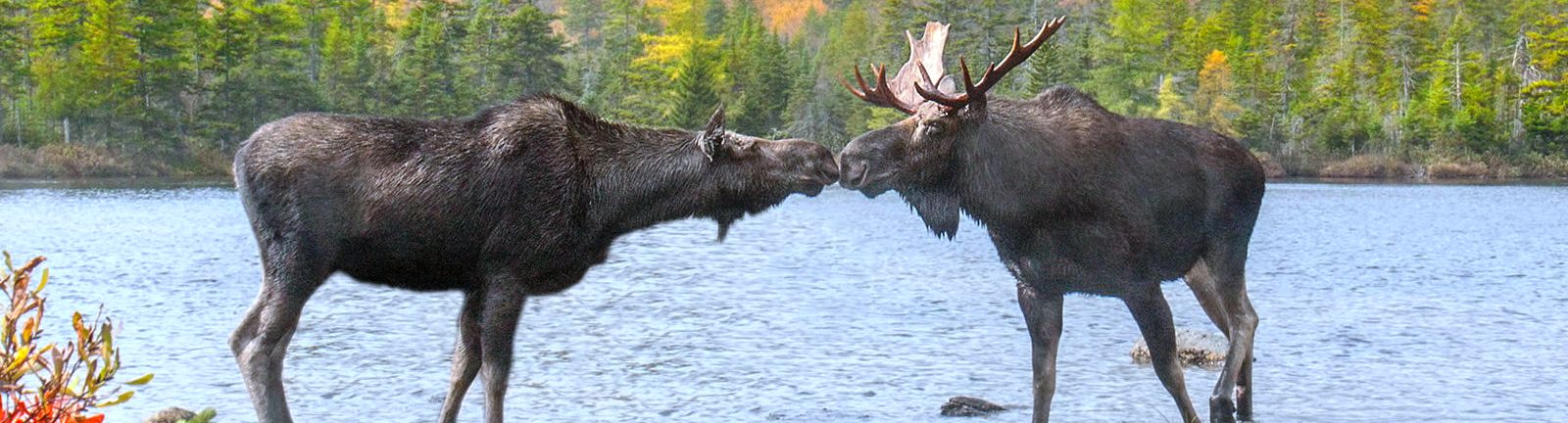 Moose Tours, Lincoln, NH