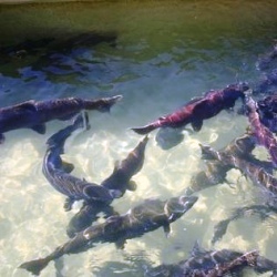 Warren Fish Hatchery, Warren, NH