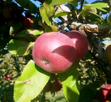 Windy Ridge Orchard