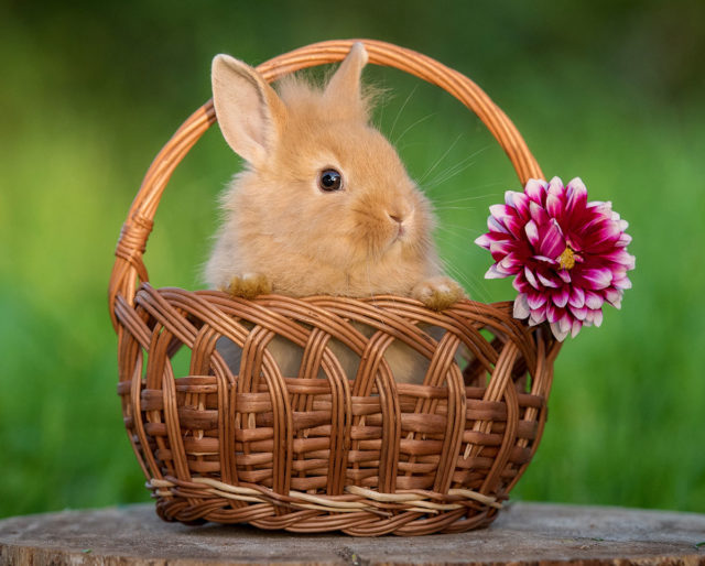 Bunny in Basket