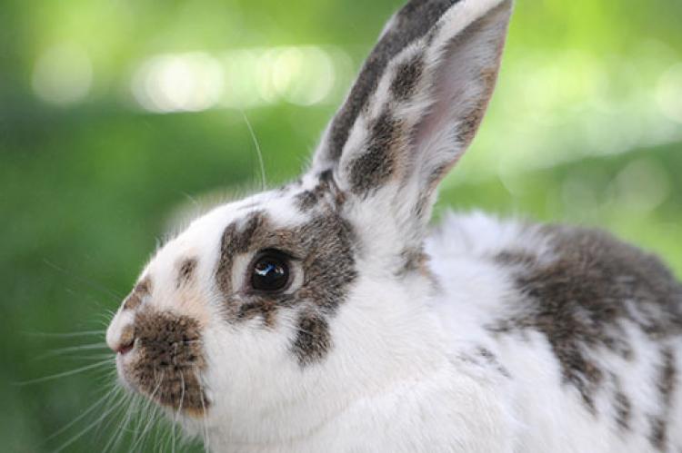 Spotted Bunny