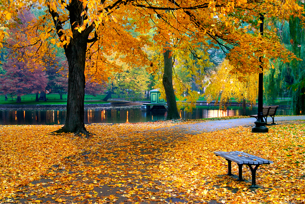 Fall Leaves