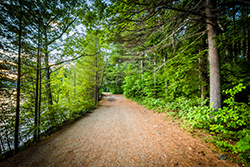 A dirt roadway surrounded by forest land on the edge of a body of water. Haverhill NH