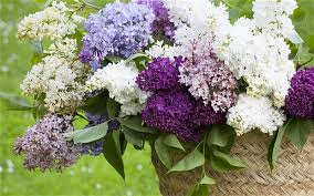 Variety of Lilacs