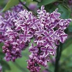 Lilacs