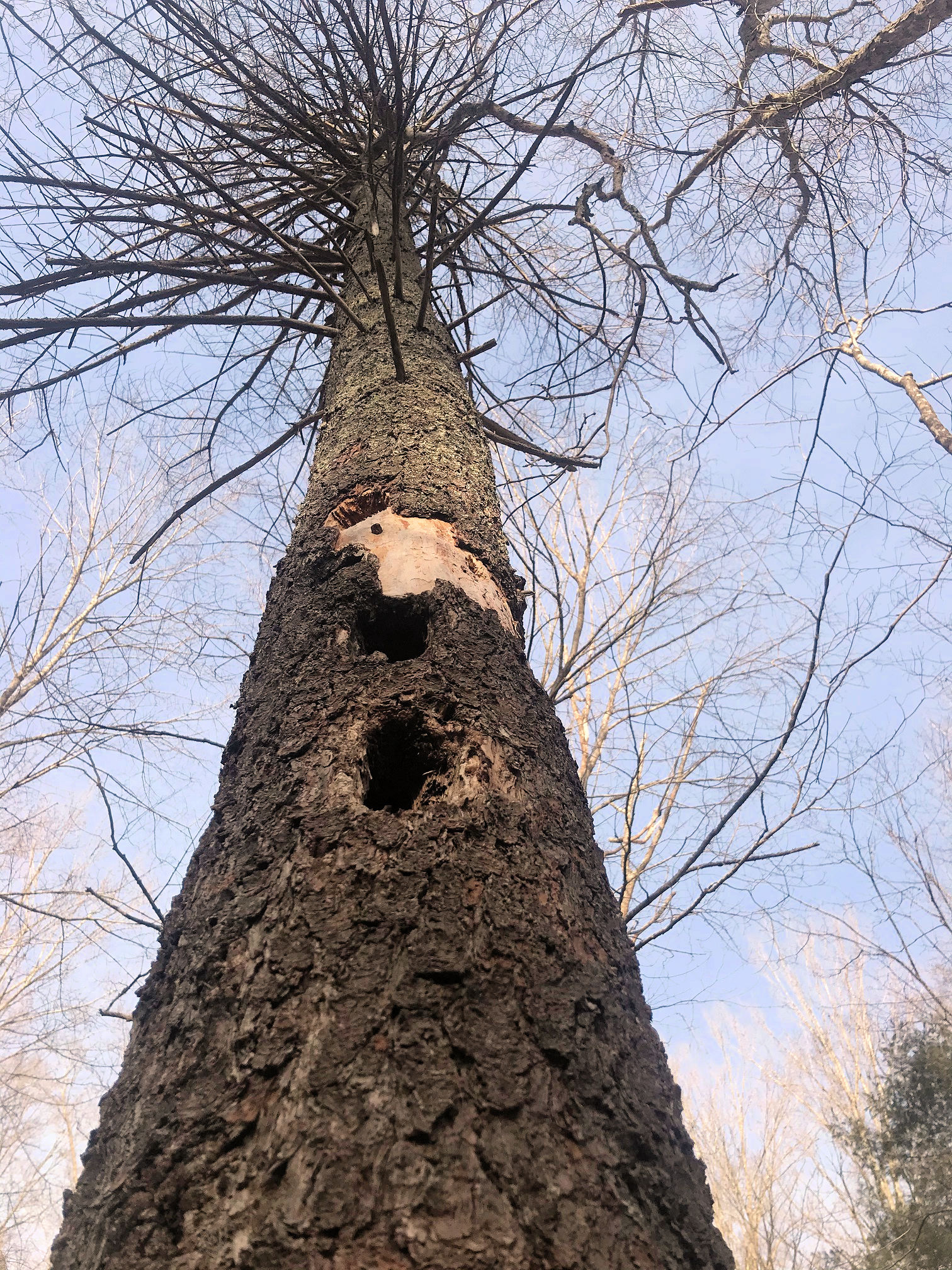 Simpson-wood preserve mansfield ct