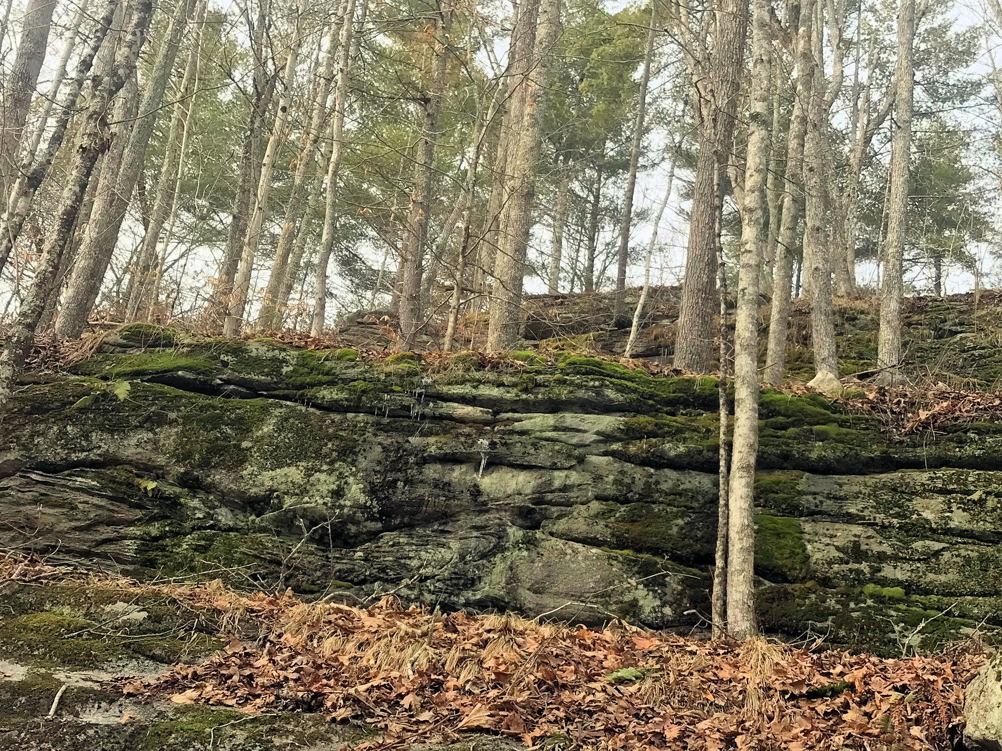 simpson-wood preserve mansfielc ct