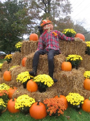 Scarecrow in Pumpkin Patch