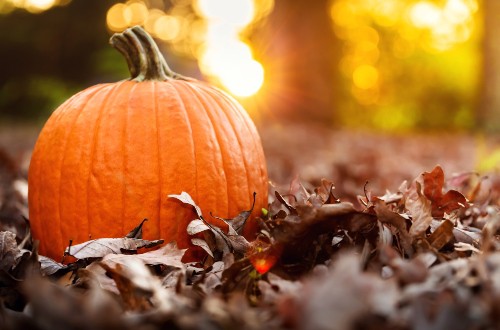 Big Pumpkin in Fall Leaves