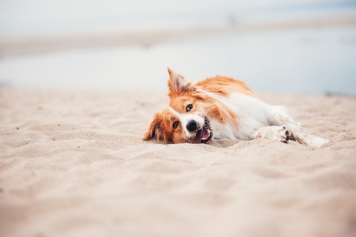 Dog on the Beach