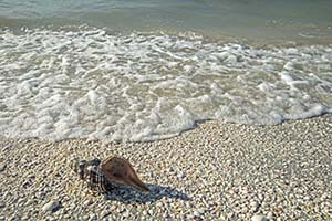 Shells on Sanibel Island Florida