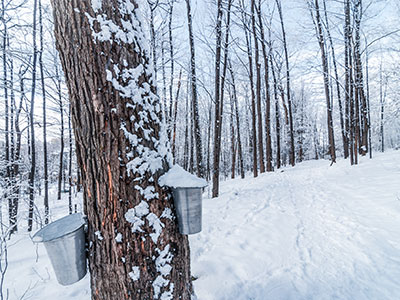 Maple Sugaring in Belvidere VT