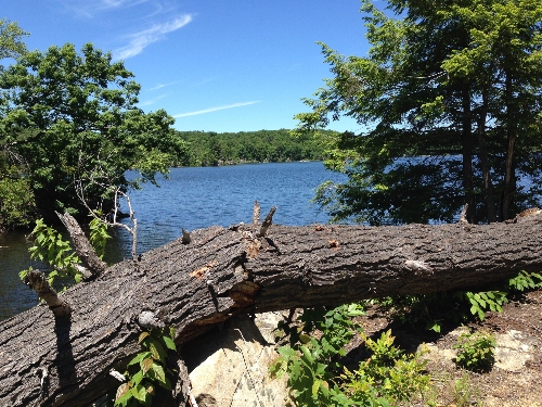 Lake and Forest in Central New Jersey