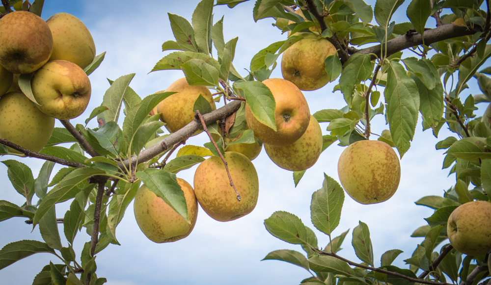 Apples on Trees