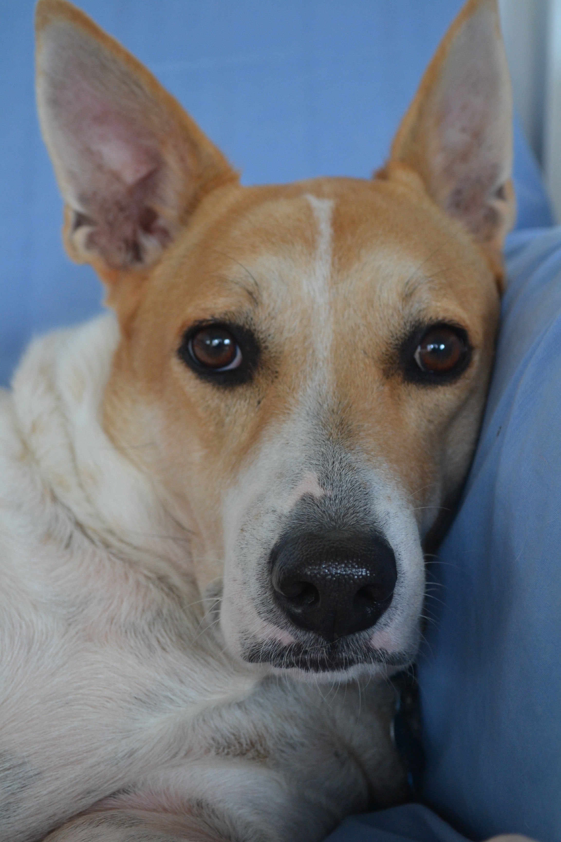 Cute Dog