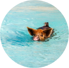 Pig Swimming