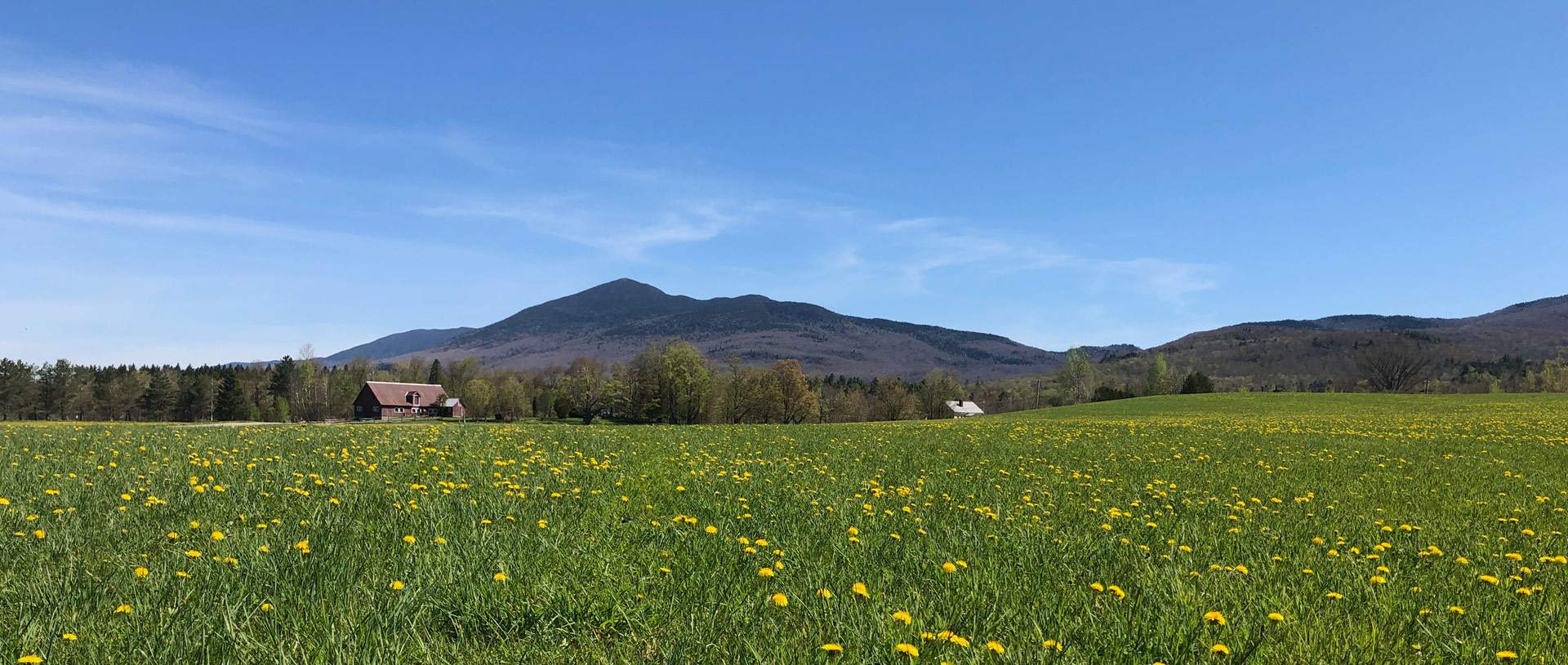 Vermont Field with Flowers at base of mountain