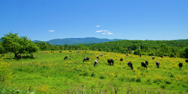 Swanton Real Estate For Sale