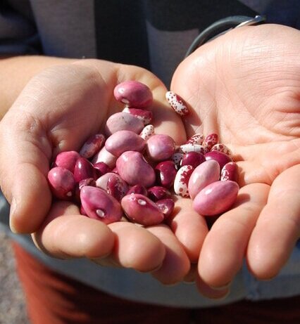 Seedlings in Hands