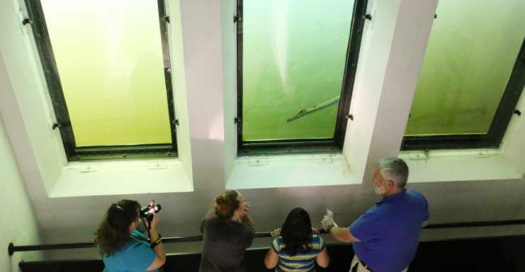 Turners Falls Fish Ladder viewing