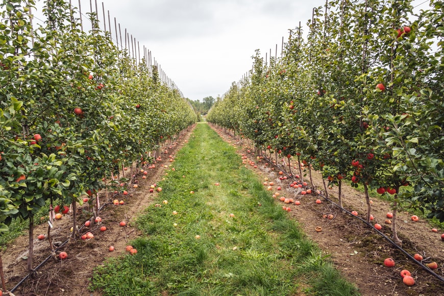 apple orchards new england fall